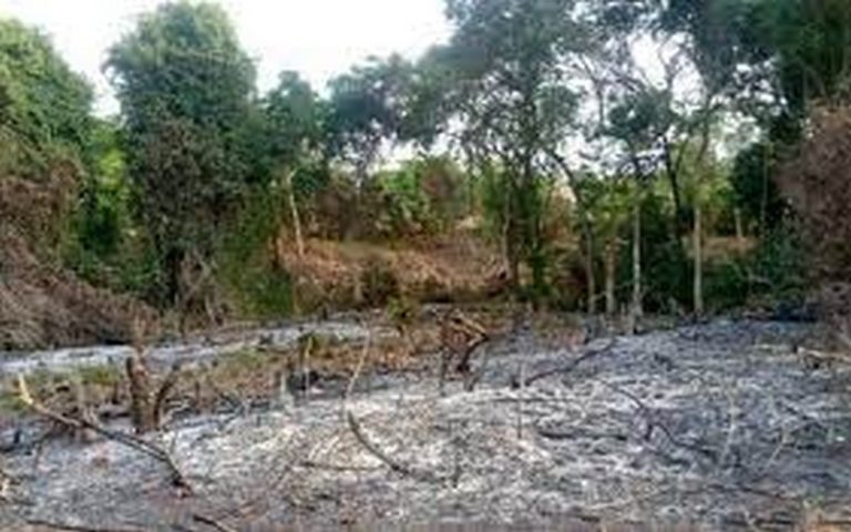 Guinée : la coupe abusive de bois et la confection de briques menacent l’environnement à Timbi Madina