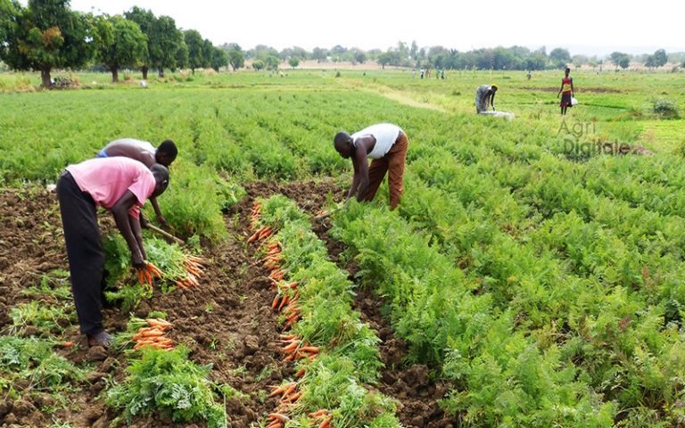 La FAO accompagne les coopératives agricoles du Togo afin qu’elles soient éligibles aux financements