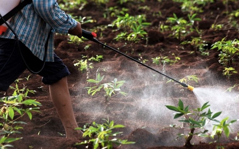 La FAO plaide pour l’intégration de la biodiversité et la gestion rationnelle des pesticides dans l’agriculture