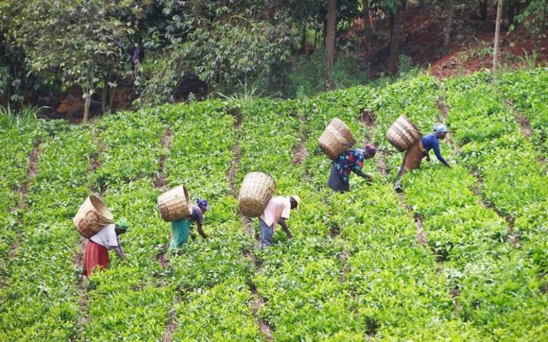 La filière thé Kenyane sous l’emprise du changement climatique, selon nouvelle étude