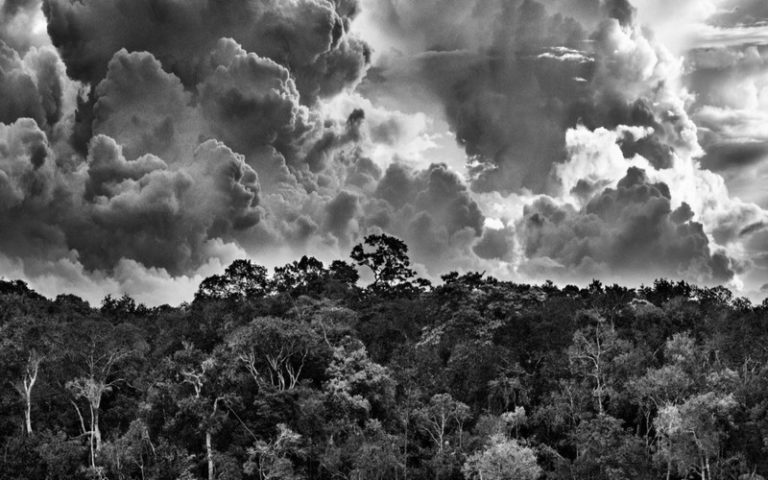 La reforestation de l’Amazonie au centre de l’exposition « Amazônia » et l’Instituto Terra