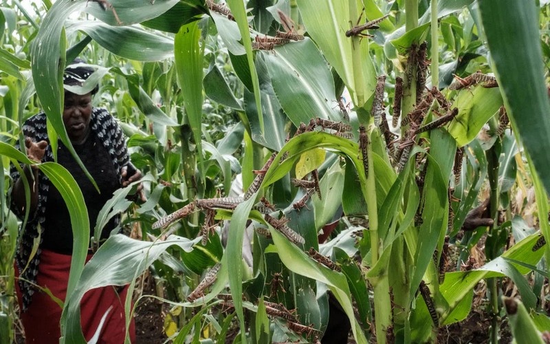 L’agriculture africaine sous la menace des Espèces exotiques envahissantes