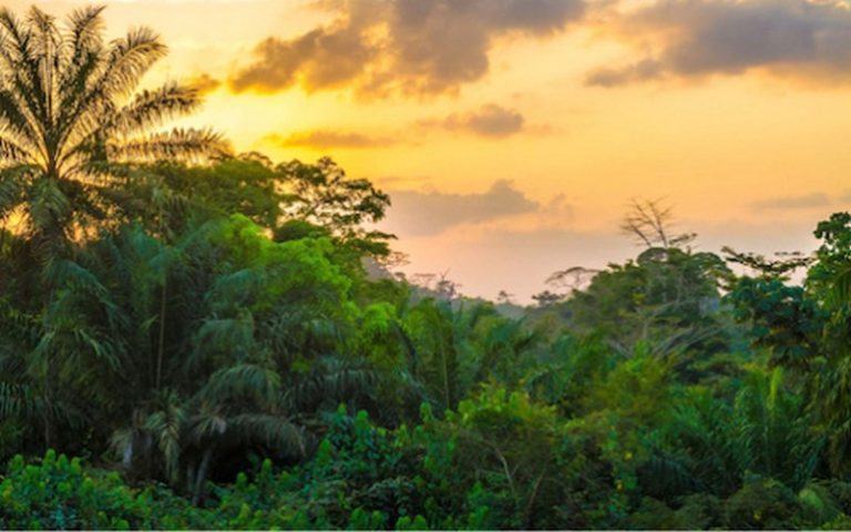 Le Togo envisage bientôt lancer une vaste campagne de reboisement massif