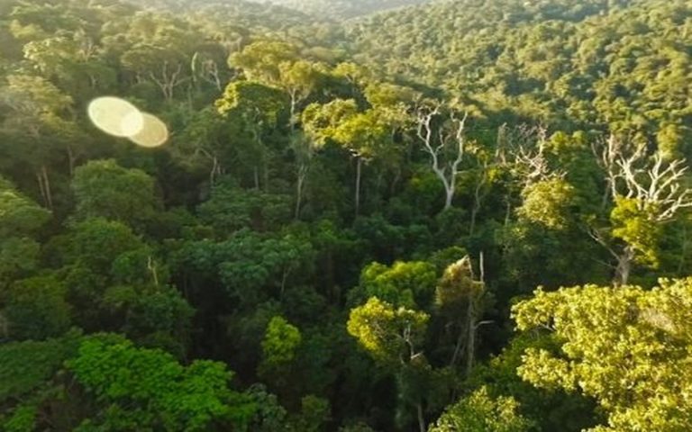 Les tradi-praticiens Camerounais envisagent planter 1 million d’arbres thérapeutiques « pour pallier le manque de matière première »