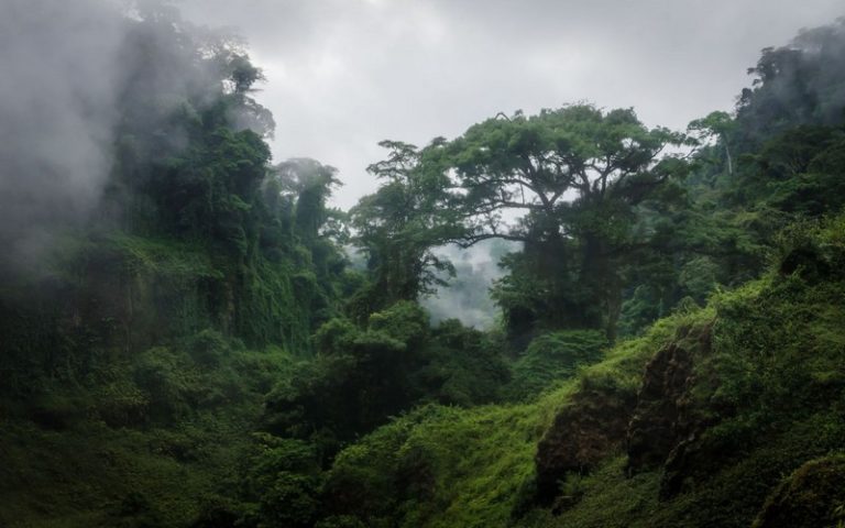 Les nouveaux plans d&rsquo;exploitation forestière dans la forêt tropicale du Congo préoccupent plus de 40 ONG