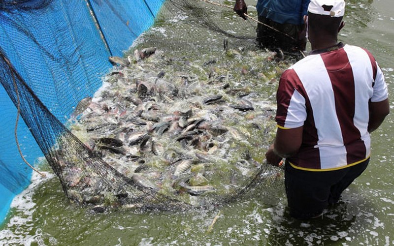 Sénégal : Alioune Ndoye appelle le secteur privé à investir massivement dans l’aquaculture