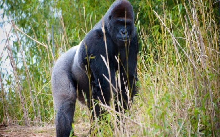 Tanzanie : Les conducteurs invités à ralentir les voitures pour protéger des singes d’Afrique très rares