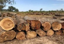 Sénégal : Le bois de rose à l’origine des tensions à la frontière entre la Gambie et la Casamance