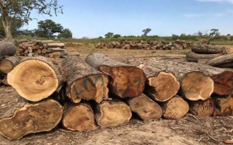 Trafic de bois : un accompagnant des eaux et forêts tué par balle à Bignona (Sénégal)