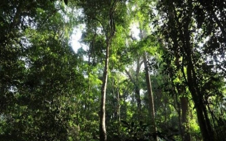 « La RDC a perdu 490 000 hectares de forêt tropicale primaire en 2020 », dénonce Martin Fayulu Madidi