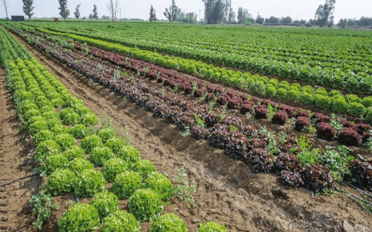 Sénégal : la coopérative agricole de Mbadienne wolof met en place des stratégies de transformation des produits agricoles
