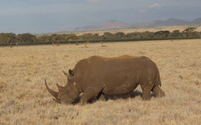 Une organisation caritative juge inefficace les financements injectés dans les programmes de biodiversité