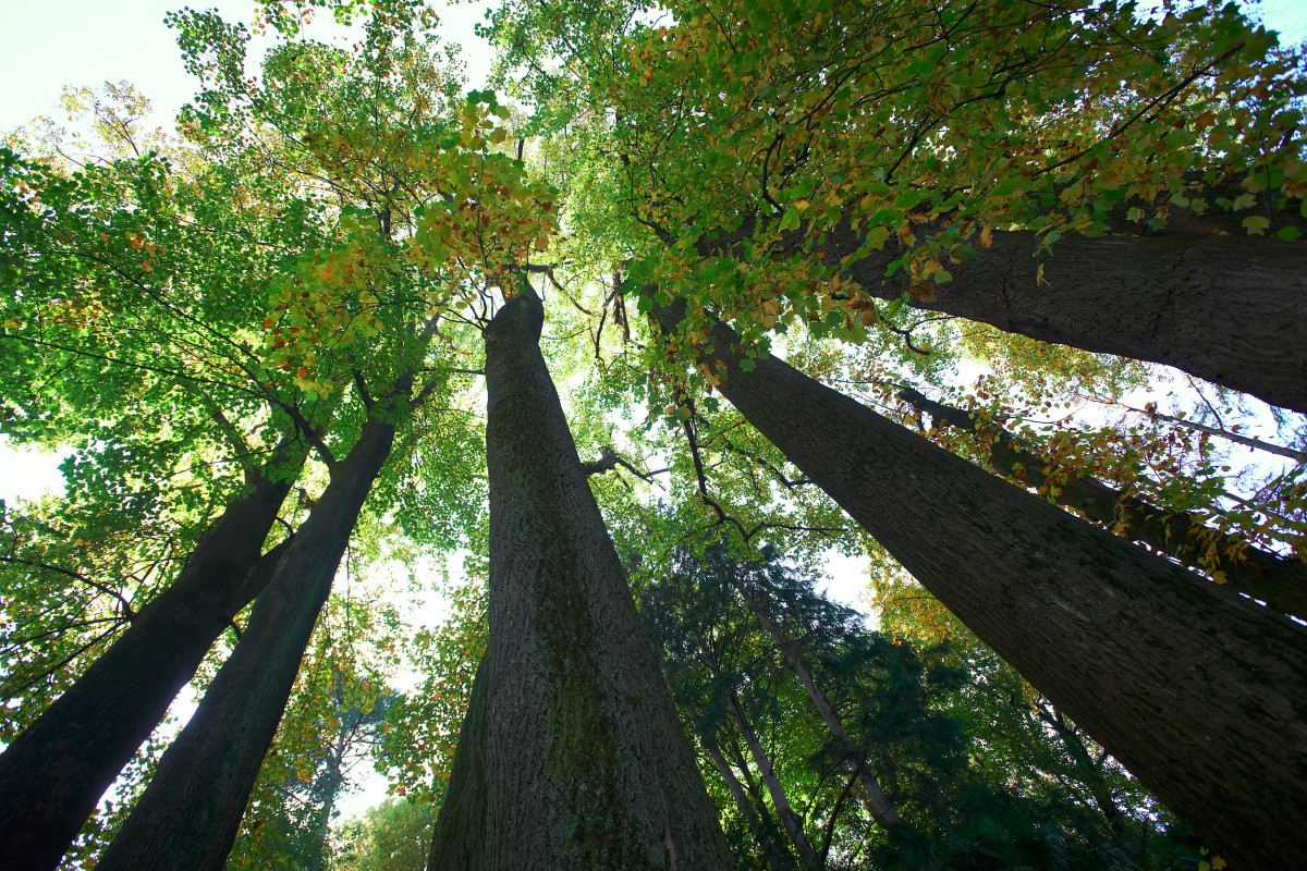 Forêts : Les arbres ont une « conscience de soi » et une sensibilité