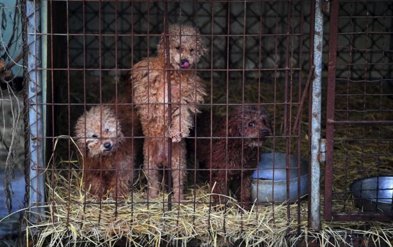 ROYAUME-UNI: Londres dévoile un vaste plan pour le bien-être animal