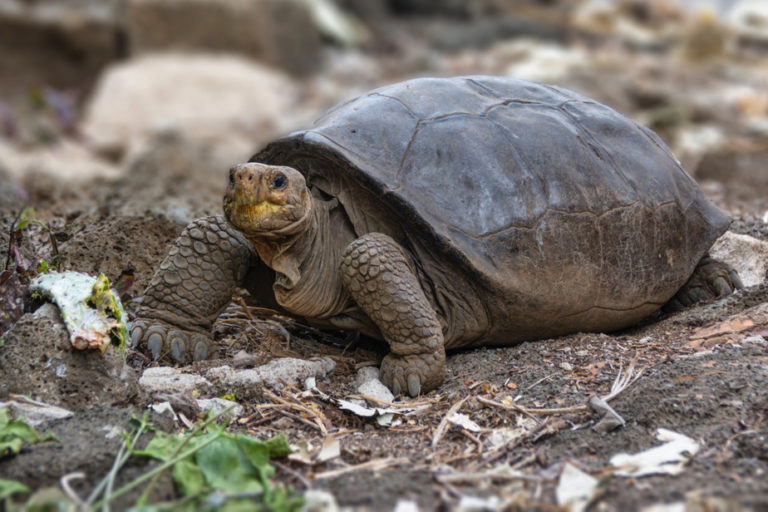 Galapagos : La tortue géante découverte appartient bien à une espèce déclarée éteinte