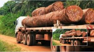 FRONTIERE SENEGALO-GAMBIENNE : Chaude traque aux trafiquants de bois