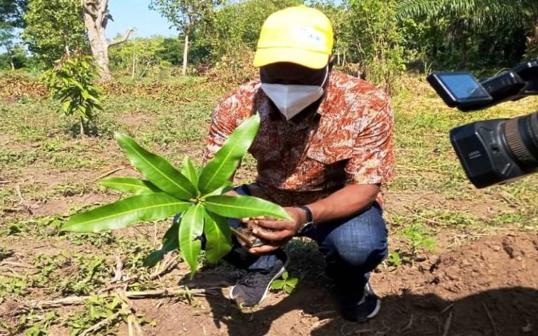 Le Bénin lance la première édition de la campagne de plantation des mangues de variétés Kent et Amelie