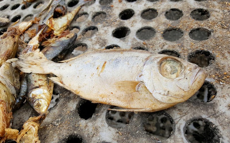 Poissons volés en Afrique : La sécurité alimentaire de plus 33 millions de personnes menacée