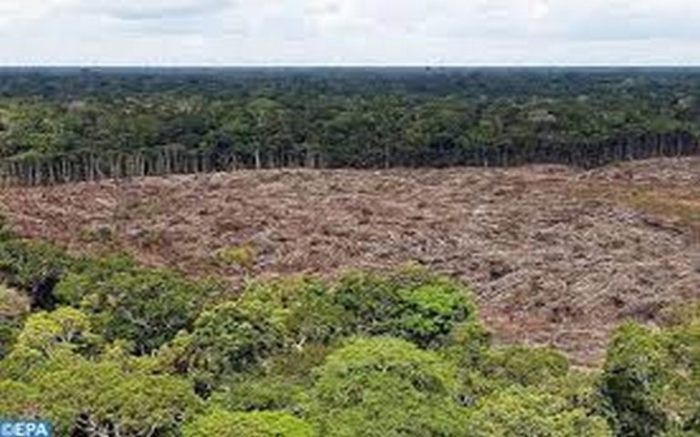 Kongo Central : La société civile s’insurge contre la déforestation de la réserve biosphère de Luki
