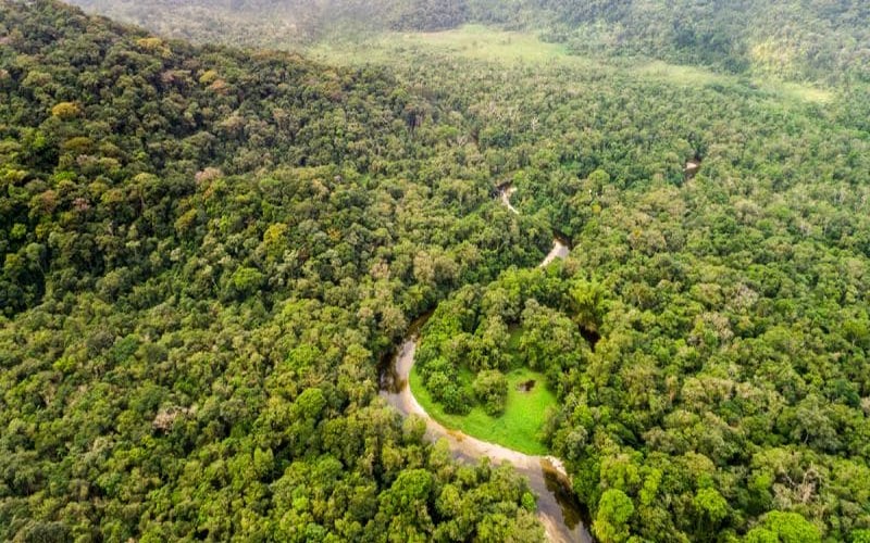 L’Allemagne finance la conservation durable des forêts d’Afrique centrale