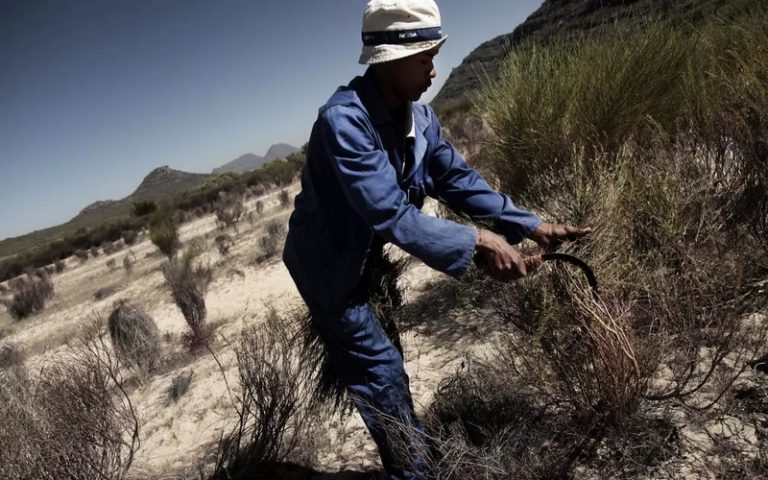 Le thé sud-africain rooibos se dote de la certification européenne AOP