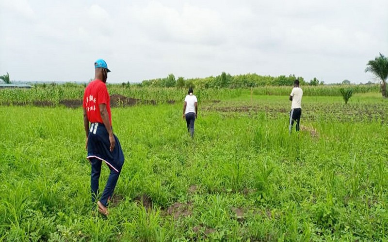 Les agriculteurs de la région maritime (sud-Togo) aux anges après une pluie diluvienne