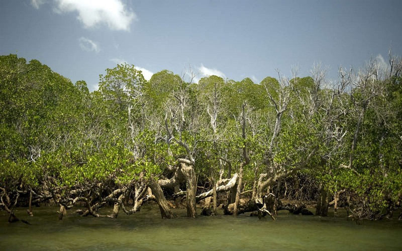 Les experts de l’ONU appellent à une lutte commune face à la crise climatique et la préservation de la biodiversité