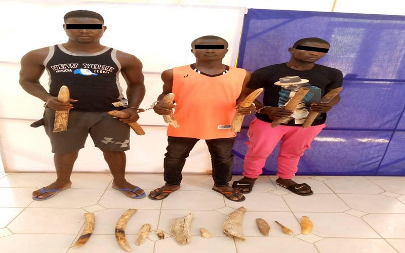 Trafic d’espèces protégées : Trois présumés trafiquants arrêtés en possession de huit défenses d’éléphants déférés à la prison civile de Kara