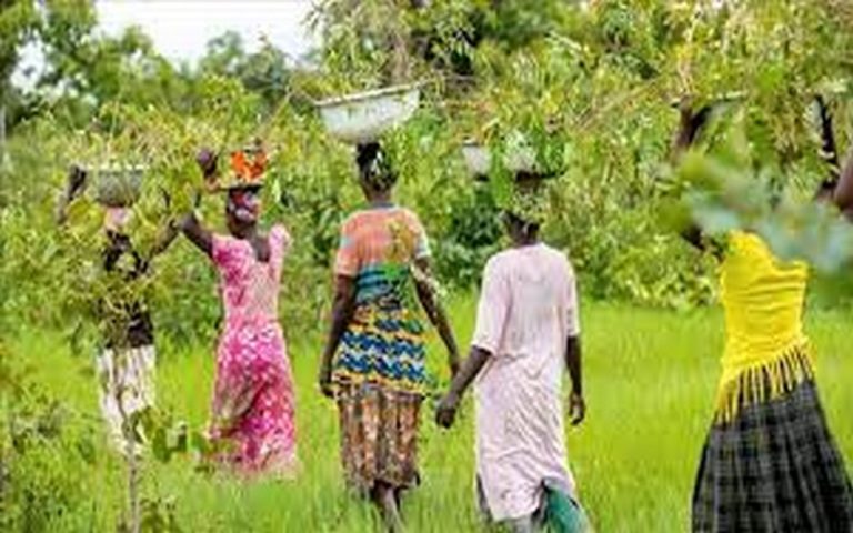 Vers la plantation d’une « forêt olympique » de 355 000 arbres dans la bande sahélienne au Mali et au Sénégal