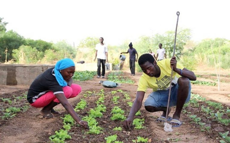 Vers la tenue d’un forum virtuel sur l’agriculture familiale et l’agroécologie au Sénégal