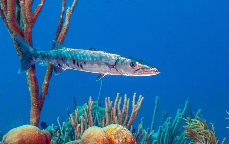 La Méditerranée devient une mer tropicale, alerte le WWF