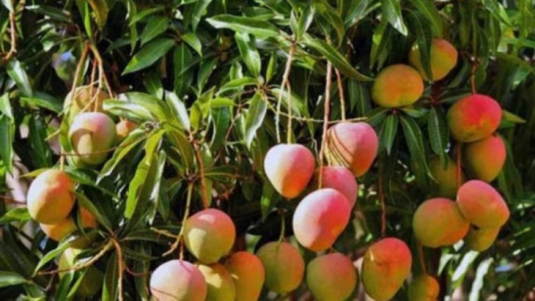 Le Sénégal célèbre la Journée nationale de la mangue et des produits horticoles ce lundi