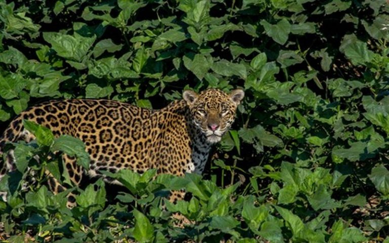 Biodiversité : La COP15 se tiendra du 11 au 24 octobre 2021 en Chine