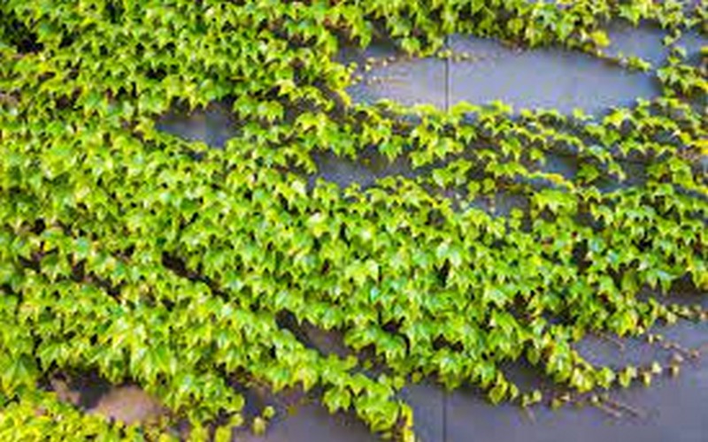 COP15 sur la diversité biologique : L’ONU dévoile les objectifs qui y seront discutés