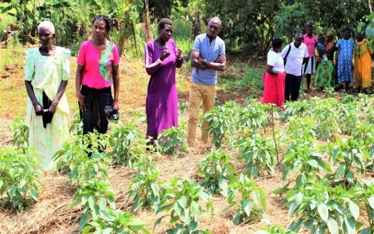 Comment repenser les systèmes alimentaires en Afrique : l’expérience de 4 pays qui y travaillent déjà
