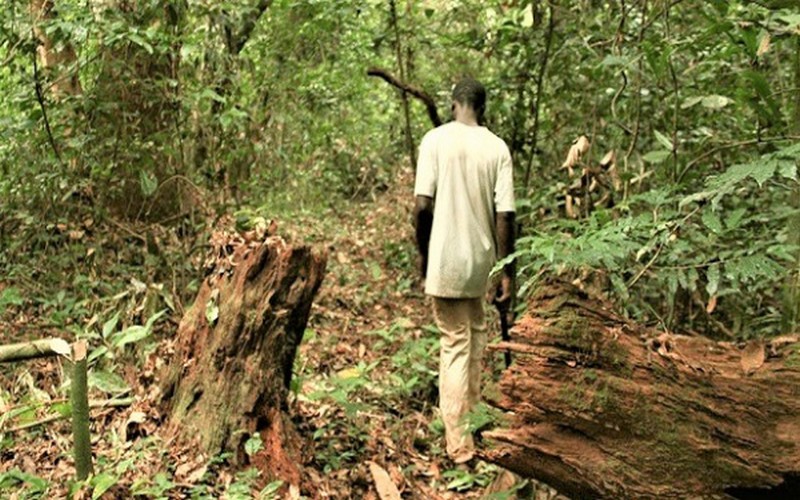 Estimation de la dynamique de la déforestation et la dégradation des forêts d’Afrique centrale : La FAO sollicite l’expertise du Gabon