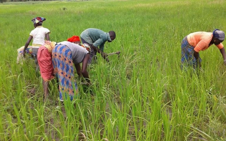 L’Etat malien subventionne les intrants agricoles à hauteur de 15 milliards de FCFA