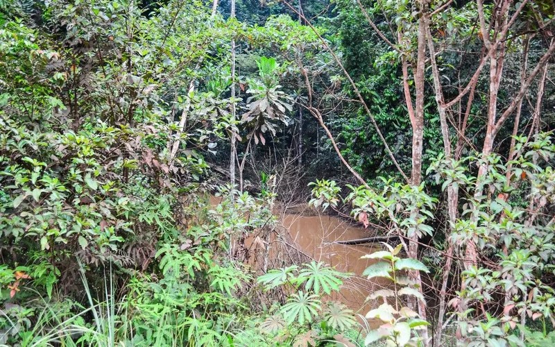 L’Observatoire des forêts d’Afrique centrale satisfait des progrès notés dans la protection de la biodiversité