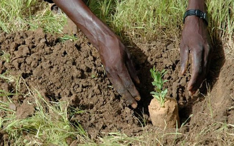 Le Mali compte planter plus de 5 millions de pied d’arbres dans la forêt de Fanzana