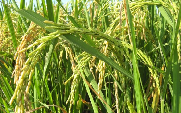 Le Togo vise à développer 4 filières agricoles à l’horizon 2030