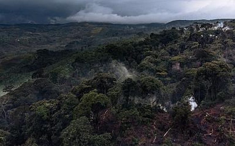 Levée du moratoire sur les concessions forestières en RDC : Greenpeace rejette la mesure