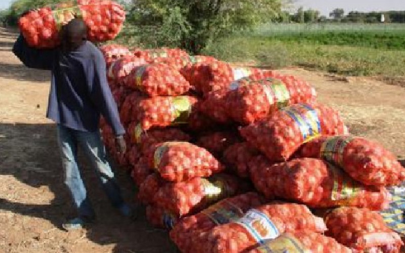 60 mille tonnes d’oignon attendues à Dagana (Sénégal) pour le compte de la campagne de contre-saison