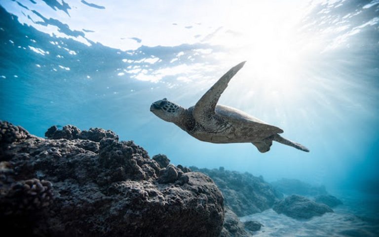 Sénégal : l’UCAD abrite un séminaire universitaire ouest-africain sur la conservation des tortues marines