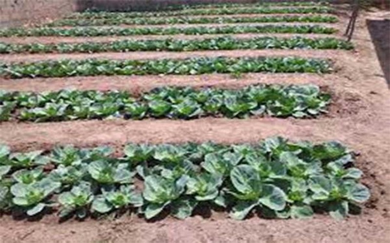 La Fondation Sococim finance deux structures de développement au Sénégal