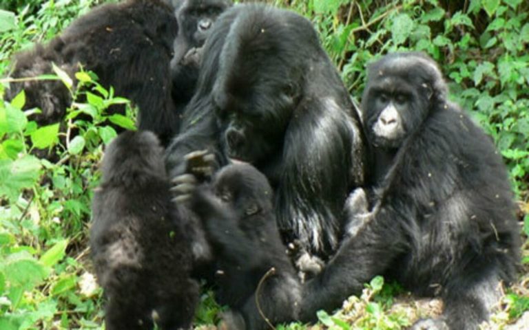 Un arrêté interministériel autorisant l’abattage d’espèces protégées provoque l’ire des populations en RDC