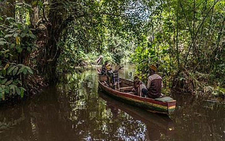 Alerte sur la menace de disparition de la forêt marécageuse de Hlanzoun au Bénin