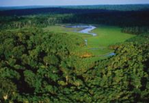 COP15 Biodiversité : Le GTBAC et les pays de la COMIFAC affutent leurs armes