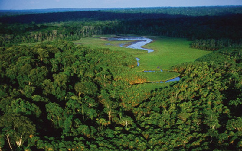 La COMIFAC, nouveau centre de coopération technique et scientifique CBD en Afrique et 4ème au niveau mondial