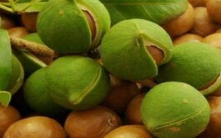 La croissance du producteur de macadamia Gala Agriculture soutenu par le fonds Ulimi au Malawi