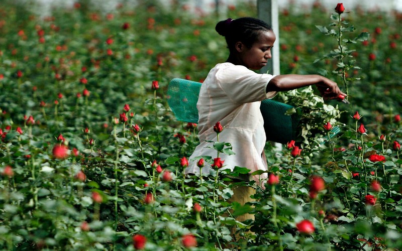 La culture de fleurs, la nouvelle reconversion des jeunes Nigérians